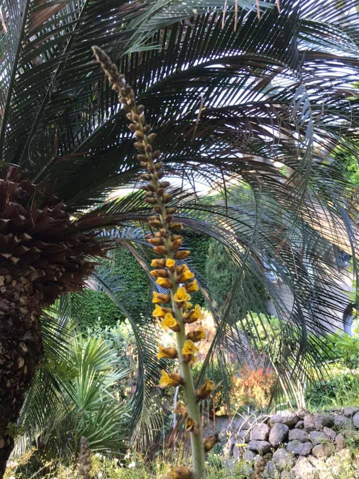 Buongiorno con la Dickya encholirioides una bromeliacea terrestre originaria delle spiagge del Brasile del sud